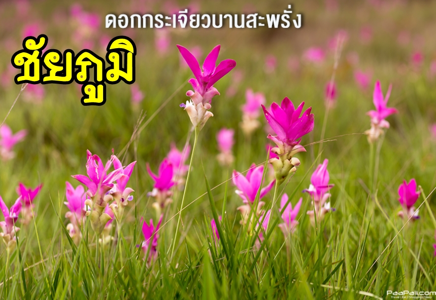 เหมารถชัยภูมิ